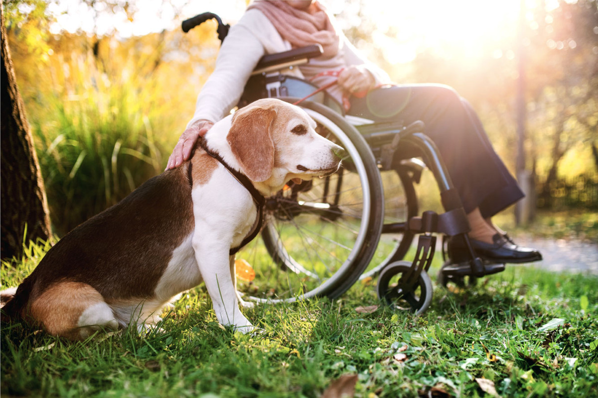 Elderly woman in a wheelchair with her supportive dog
